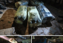 Popenguine : la gendarmerie saisit 125 Kg de chanvre indien sur la plage de Guéréo